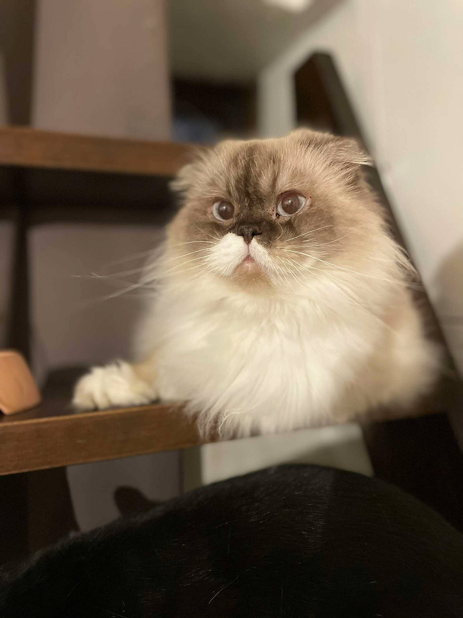 Boulette a rejoint le concours — aidez-le/la à gagner de superbes lots ! box, carnivore, cat, fawn, felidae, fur, hardwood, head, ragdoll, small_to_medium_sized_cats, snout, terrestrial_animal, whiskers, wood