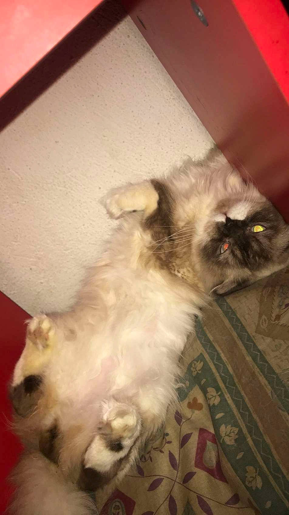 Boulette a rejoint le concours — aidez-le/la à gagner de superbes lots ! balinese, birman, carnivore, cat, claw, companion_dog, dog_breed, fawn, felidae, flooring, fur, paw, siamese, small_to_medium_sized_cats, snout, tail, terrestrial_animal, toy_dog, whiskers