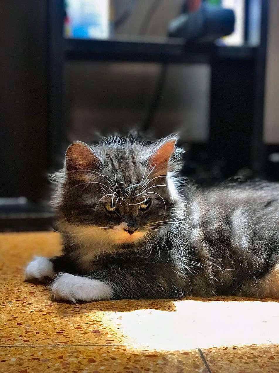 Saïka a rejoint le concours — aidez-le/la à gagner de superbes lots ! carnivore, cat, claw, domestic_short_haired_cat, felidae, flooring, fur, grey, human_leg, paw, road_surface, sitting, small_to_medium_sized_cats, snout, tail, terrestrial_animal, whiskers, wildlife, window, wood