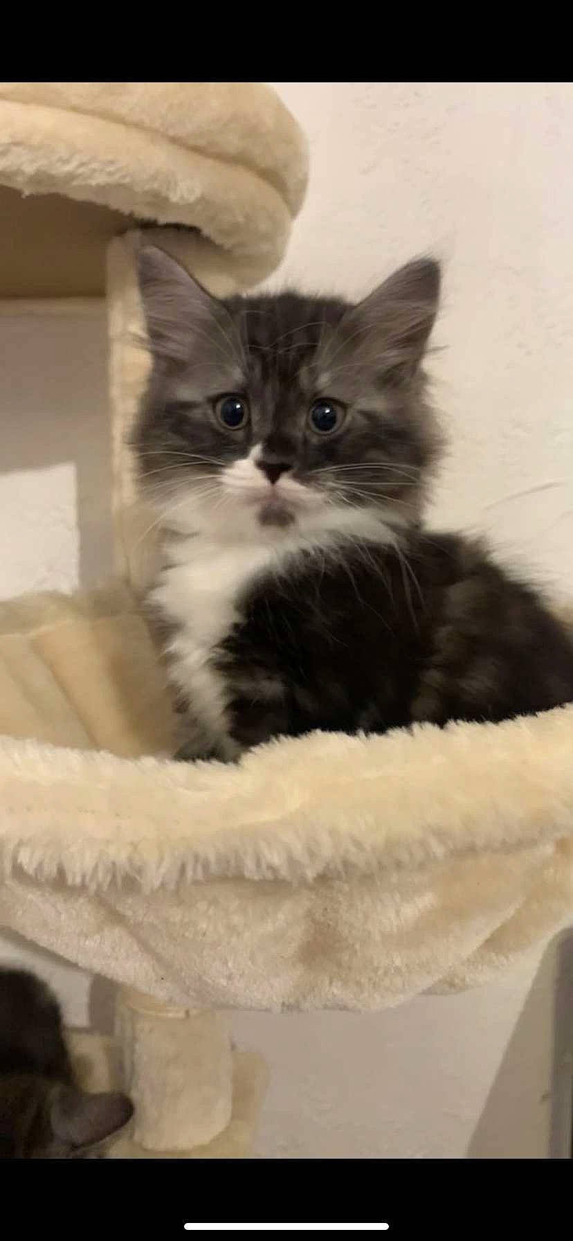 Saïka a rejoint le concours — aidez-le/la à gagner de superbes lots ! box, british_longhair, carnivore, cat, cat_supply, claw, comfort, domestic_short_haired_cat, felidae, fur, monochrome, monochrome_photography, paper_product, paw, sitting, small_to_medium_sized_cats, snout, tail, terrestrial_animal, whiskers