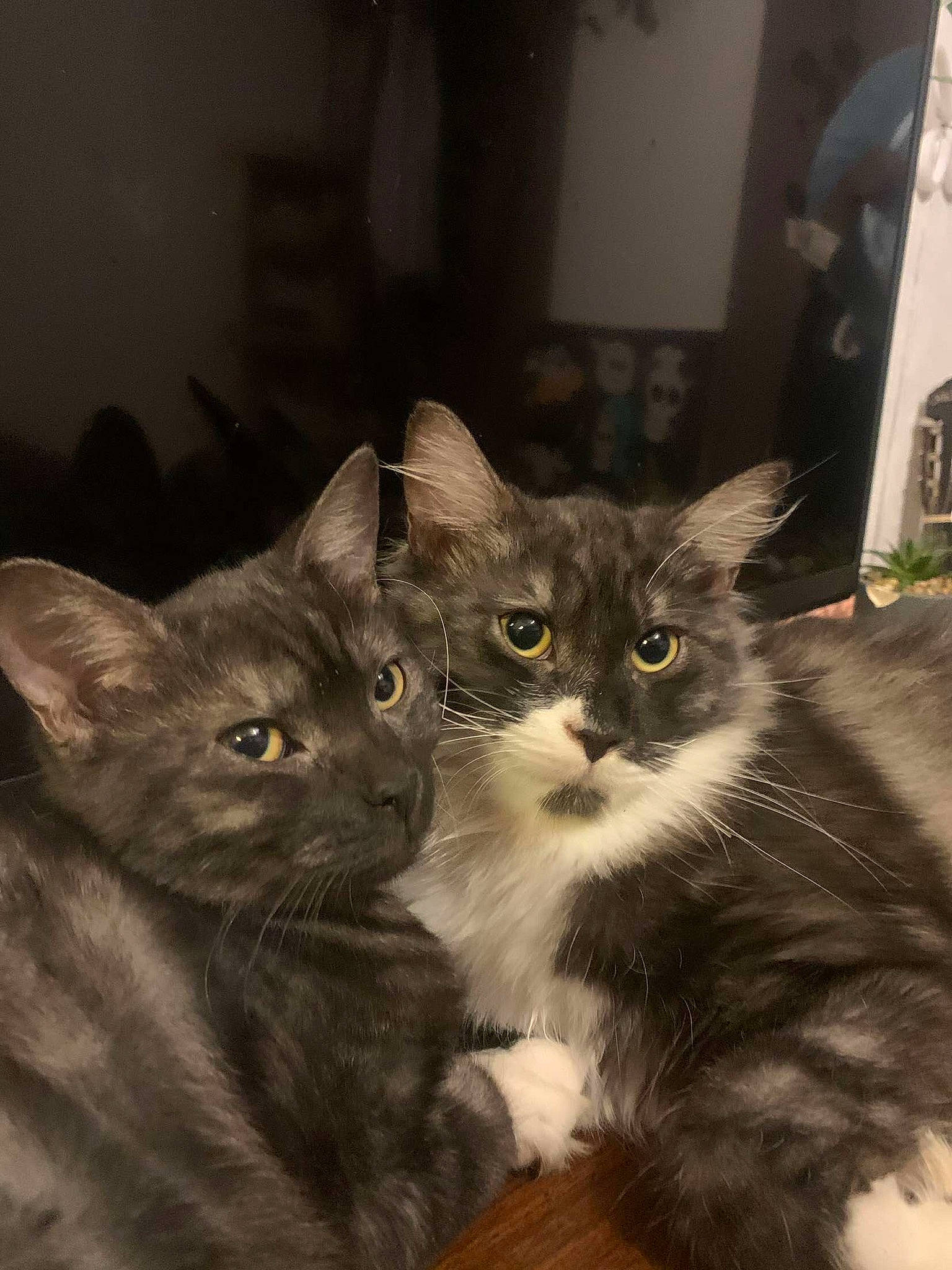 Saïka a rejoint le concours — aidez-le/la à gagner de superbes lots ! black_cat, carnivore, cat, domestic_short_haired_cat, felidae, fur, grey, small_to_medium_sized_cats, snout, whiskers, window