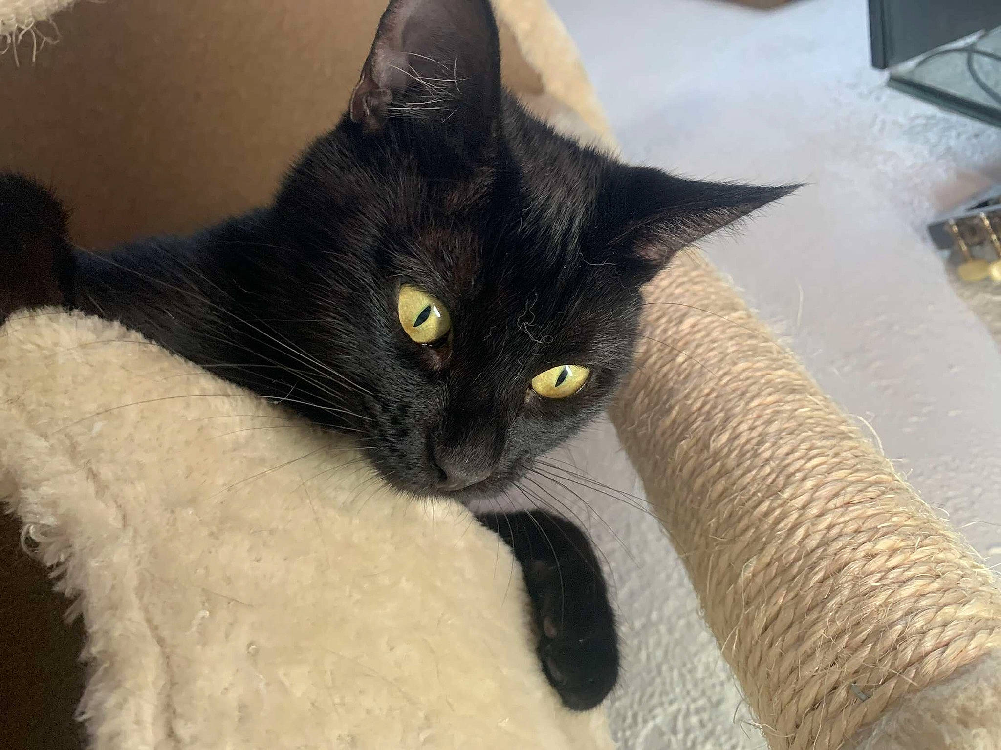 Izma a rejoint le concours — aidez-le/la à gagner de superbes lots ! black_cat, bombay, carnivore, cat, cat_supply, comfort, domestic_short_haired_cat, felidae, fur, grey, hardwood, small_to_medium_sized_cats, snout, tail, whiskers