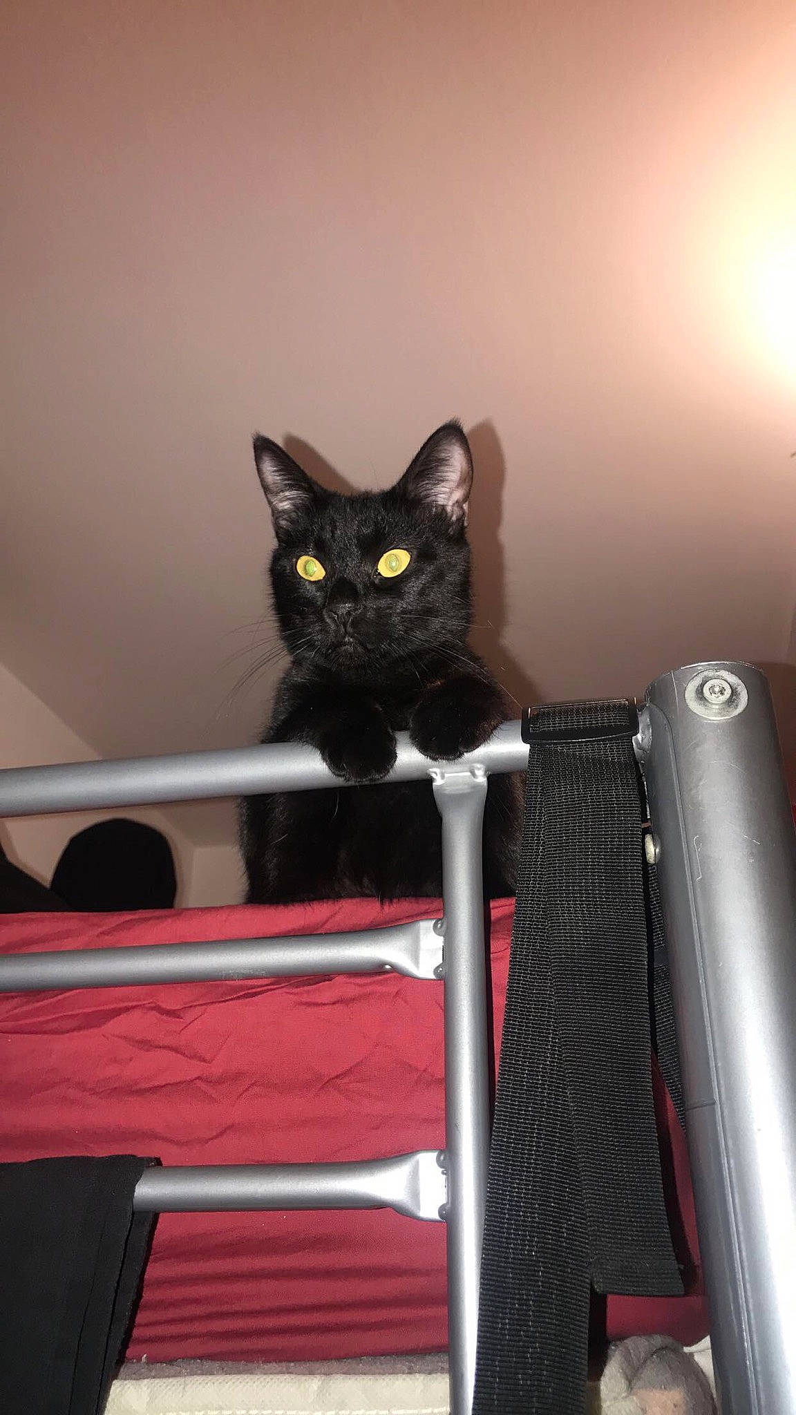 Izma participe au concours pour gagner de l'argent avec cette photo : black_cat, bombay, carnivore, cat, cat_supply, comfort, domestic_short_haired_cat, felidae, fur, grey, room, small_to_medium_sized_cats, snout, tail, whiskers