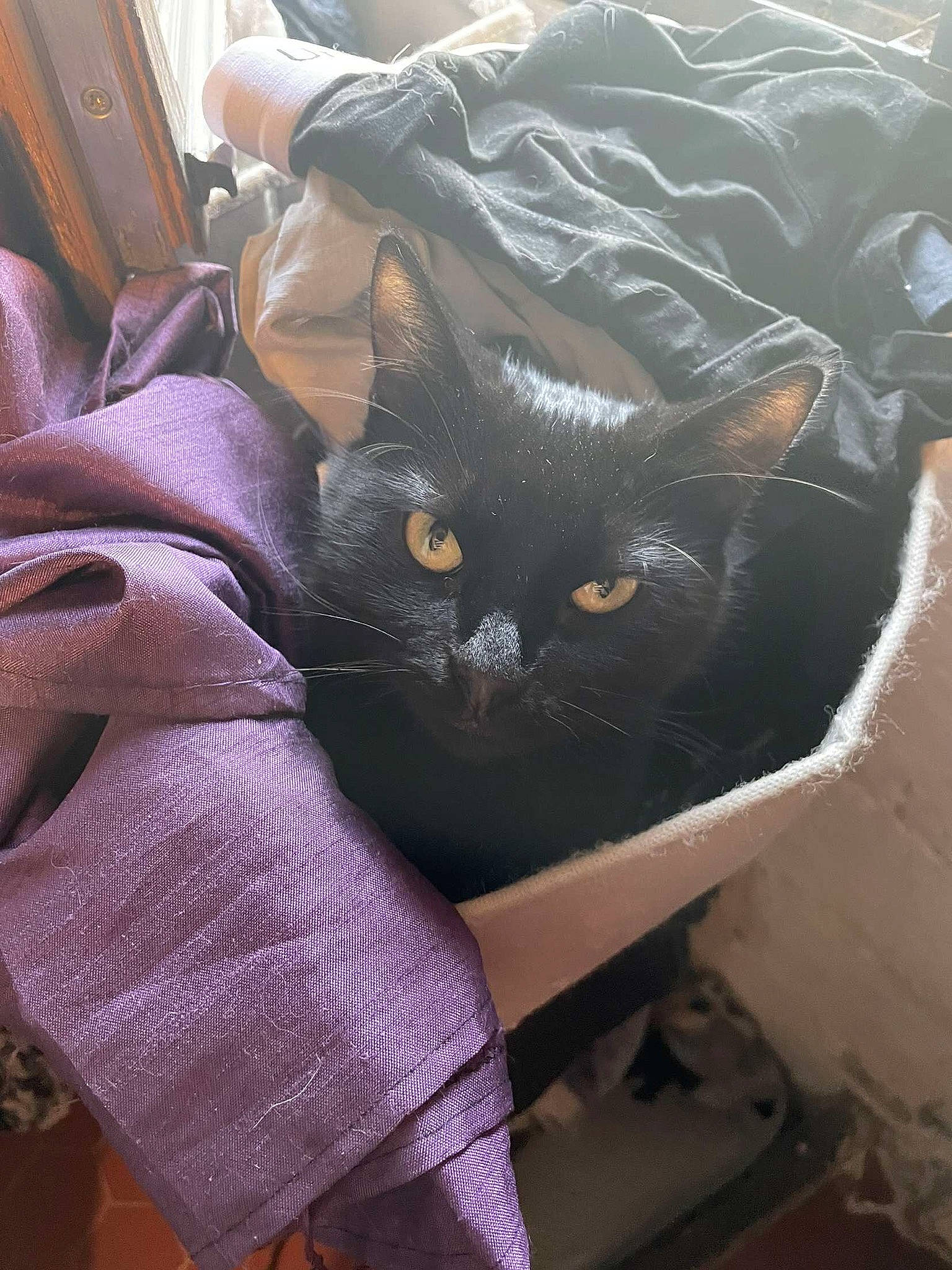Izma a rejoint le concours — aidez-le/la à gagner de superbes lots ! bag, baggage, black_cat, carnivore, cat, chair, comfort, domestic_short_haired_cat, felidae, fur, human_leg, linens, luggage_and_bags, magenta, purple, sleeve, small_to_medium_sized_cats, tail, whiskers
