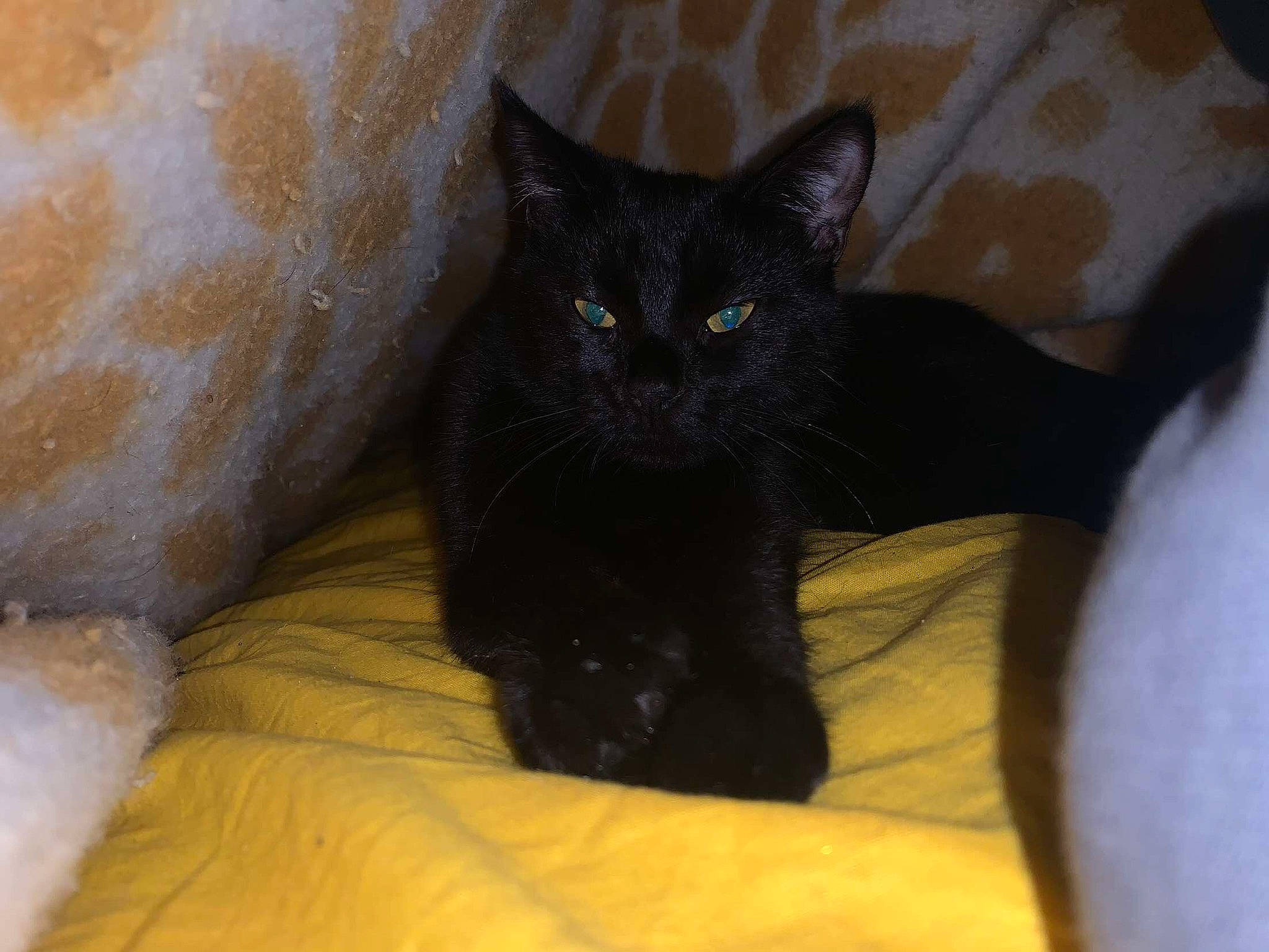 Izma participe au concours pour gagner de l'argent avec cette photo : black_cat, bombay, carnivore, cat, cat_supply, claw, comfort, domestic_short_haired_cat, felidae, fur, grey, paw, small_to_medium_sized_cats, snout, tail, terrestrial_animal, whiskers