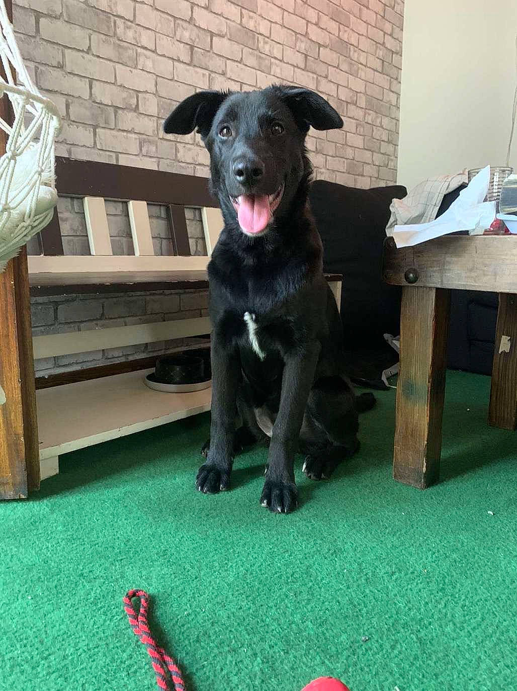 Dahlia a rejoint le concours — aidez-le/la à gagner de superbes lots ! borador, canidae, carmine, carnivore, companion_dog, dog, dog_breed, dog_collar, dog_supply, flooring, grass, guard_dog, gun_dog, outdoor_furniture, sporting_group, table, tail, toy_dog, working_animal, working_dog