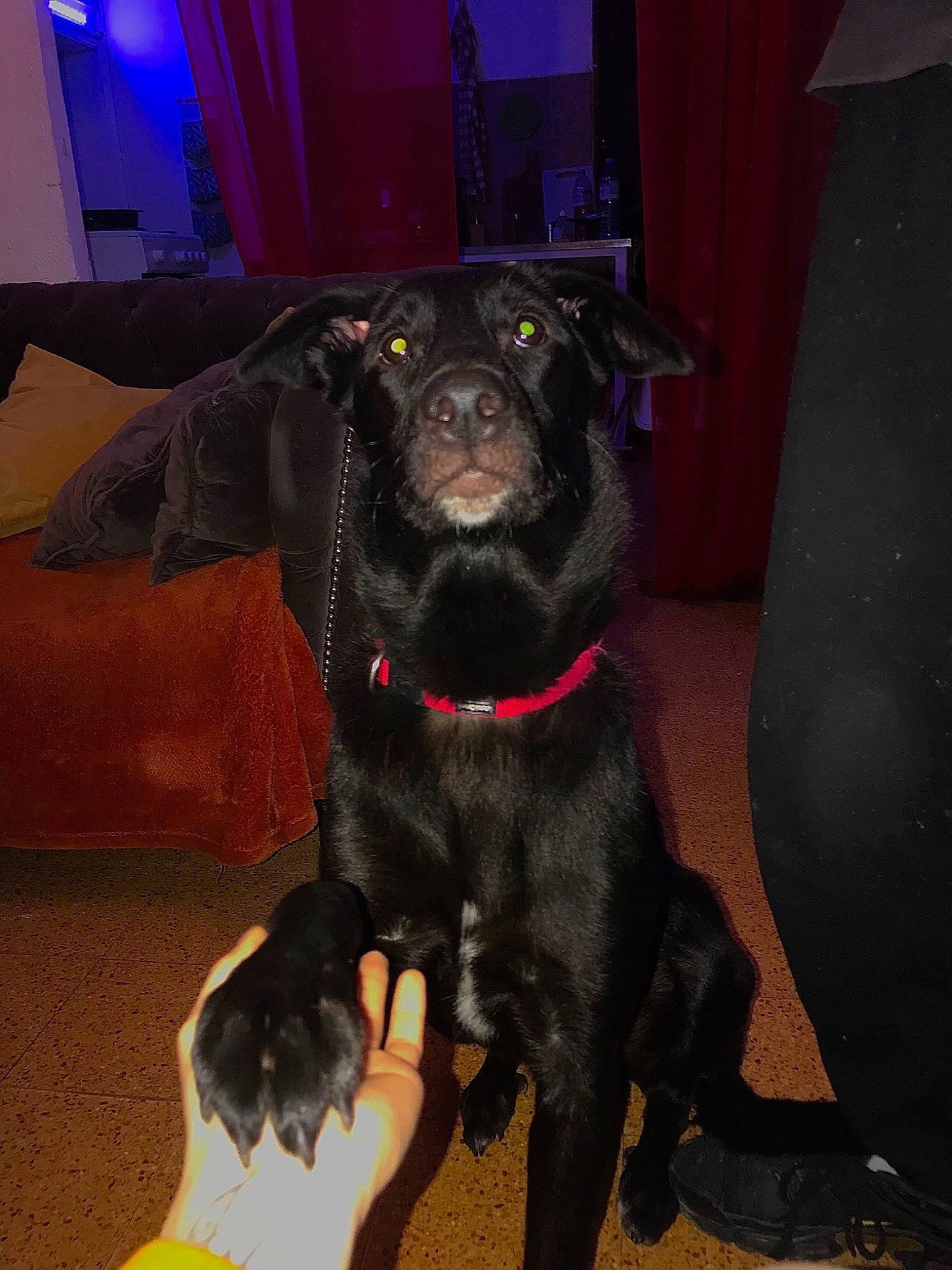 Dahlia participe au concours pour gagner de l'argent avec cette photo : borador, canidae, carnivore, comfort, companion_dog, couch, curtain, dog, dog_breed, flooring, fur, guard_dog, liver, purple, snout, sporting_group, tail, terrestrial_animal, working_animal