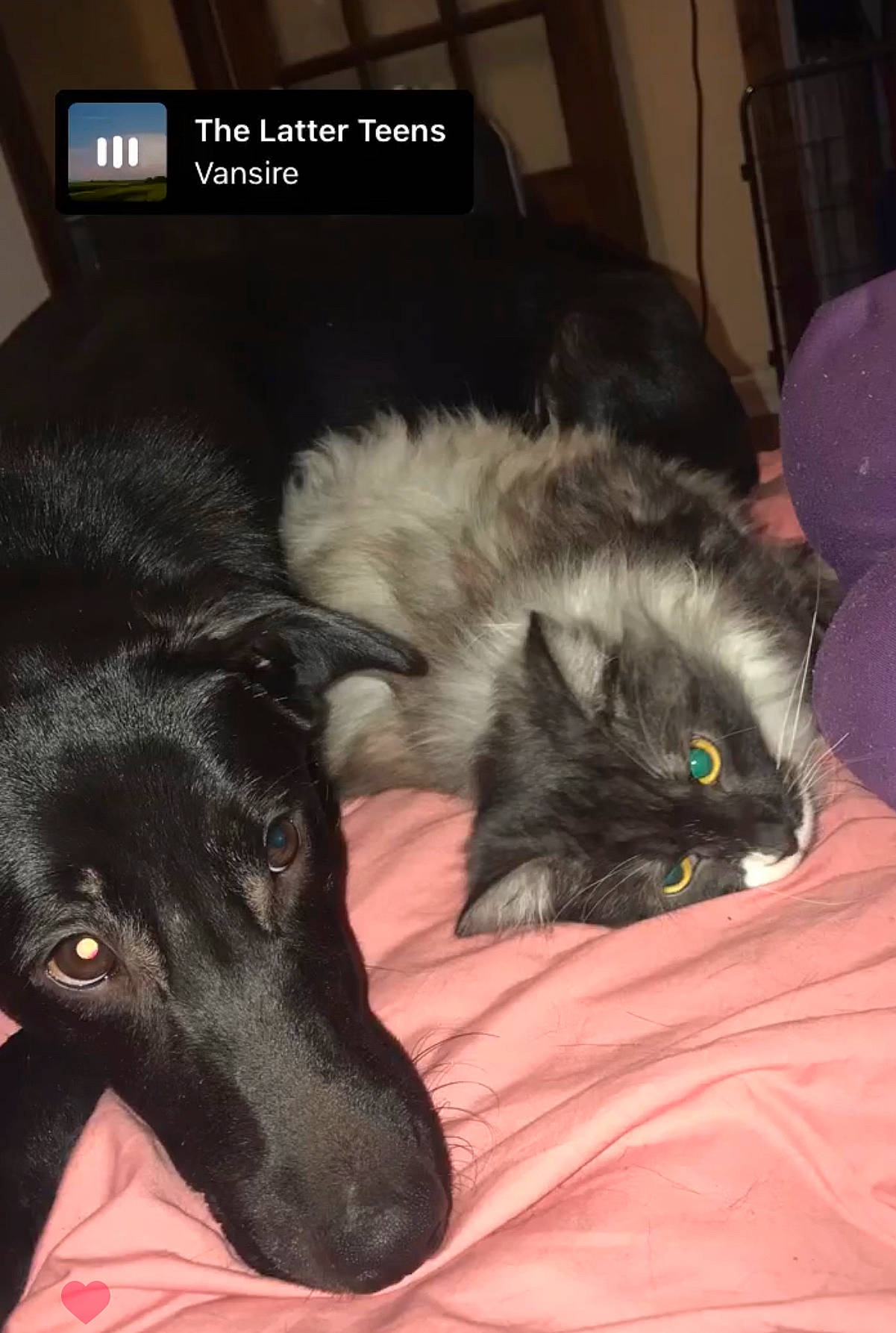 Dahlia participe au concours pour gagner de l'argent avec cette photo : canidae, carnivore, cat, claw, comfort, companion_dog, digital_video_recorder, dog, dog_breed, felidae, fur, guard_dog, mammal, paw, small_to_medium_sized_cats, snout, sporting_group, vertebrate, whiskers, working_animal