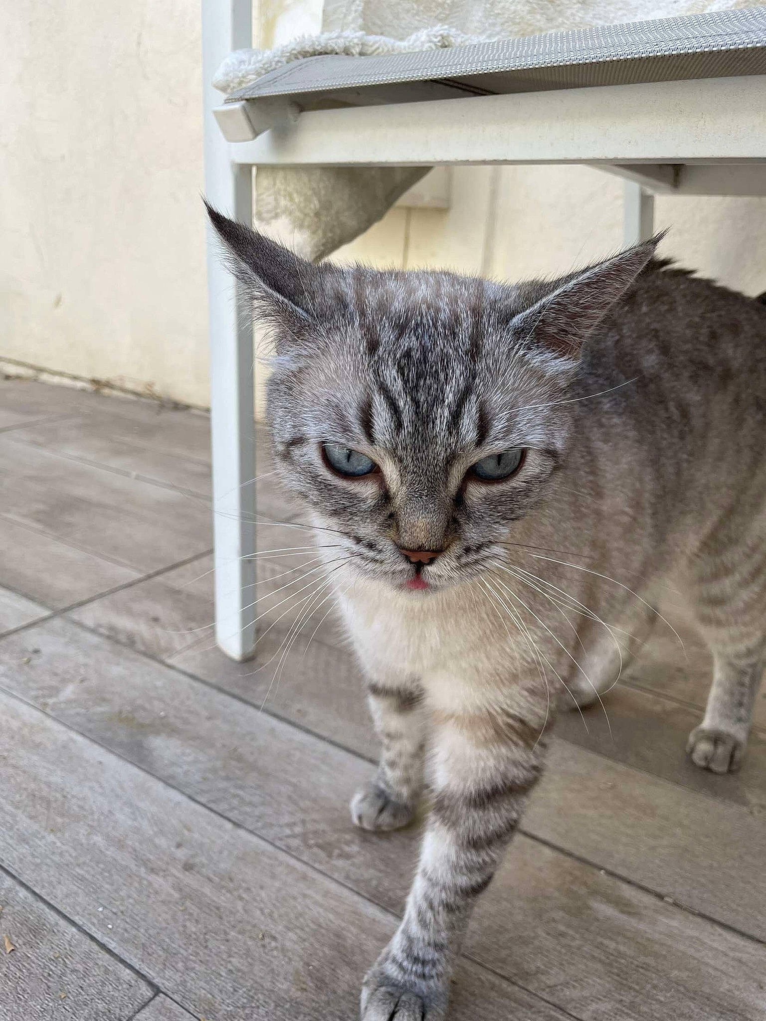 Naya a rejoint le concours — aidez-le/la à gagner de superbes lots ! carnivore, cat, claw, domestic_short_haired_cat, eye, felidae, flooring, foot, fur, grey, hardwood, paw, road_surface, small_to_medium_sized_cats, snout, tail, terrestrial_animal, whiskers, window, wood