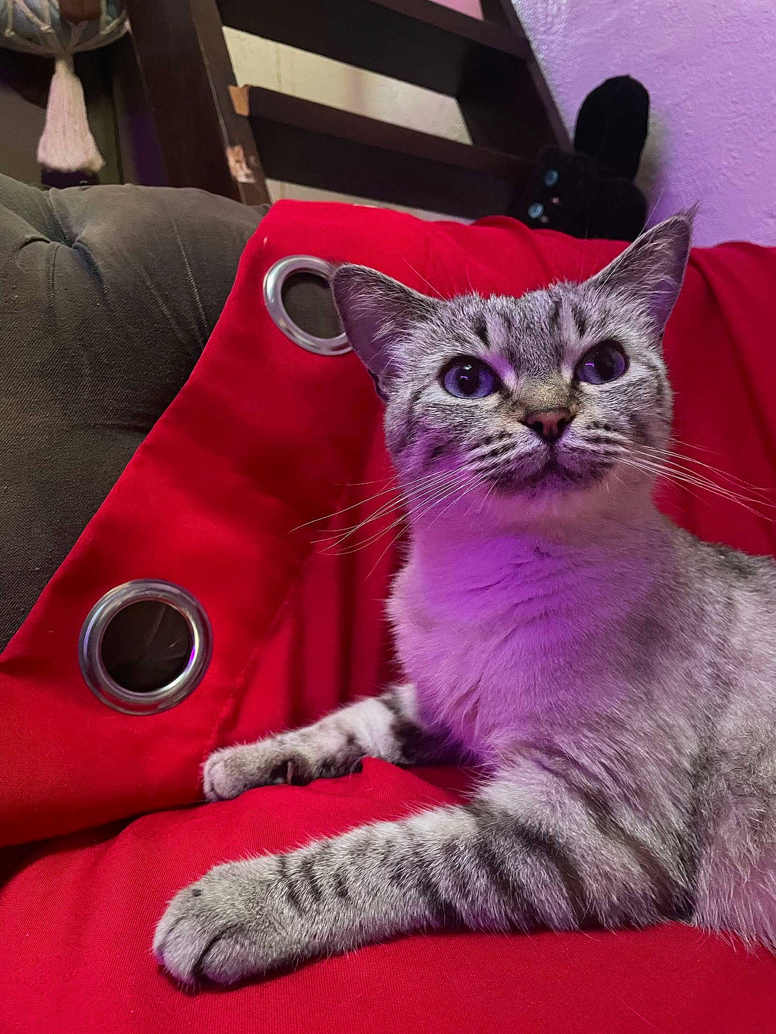 Naya a rejoint le concours — aidez-le/la à gagner de superbes lots ! car_seat, carnivore, cat, cat_furniture, comfort, couch, domestic_short_haired_cat, felidae, fur, grey, linens, magenta, pattern, paw, small_to_medium_sized_cats, snout, tail, textile, whiskers, window