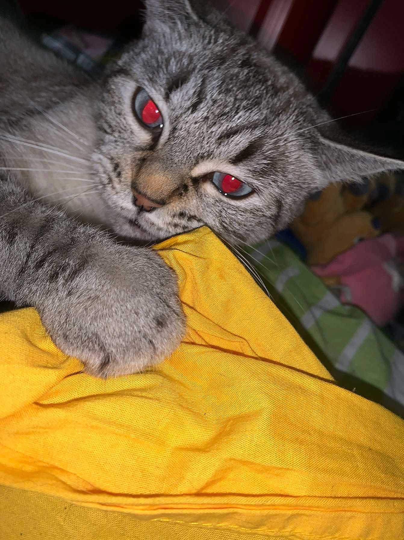 Naya participe au concours pour gagner de l'argent avec cette photo : carnivore, cat, claw, comfort, domestic_short_haired_cat, felidae, fur, gesture, grey, paw, small_to_medium_sized_cats, snout, tail, terrestrial_animal, whiskers