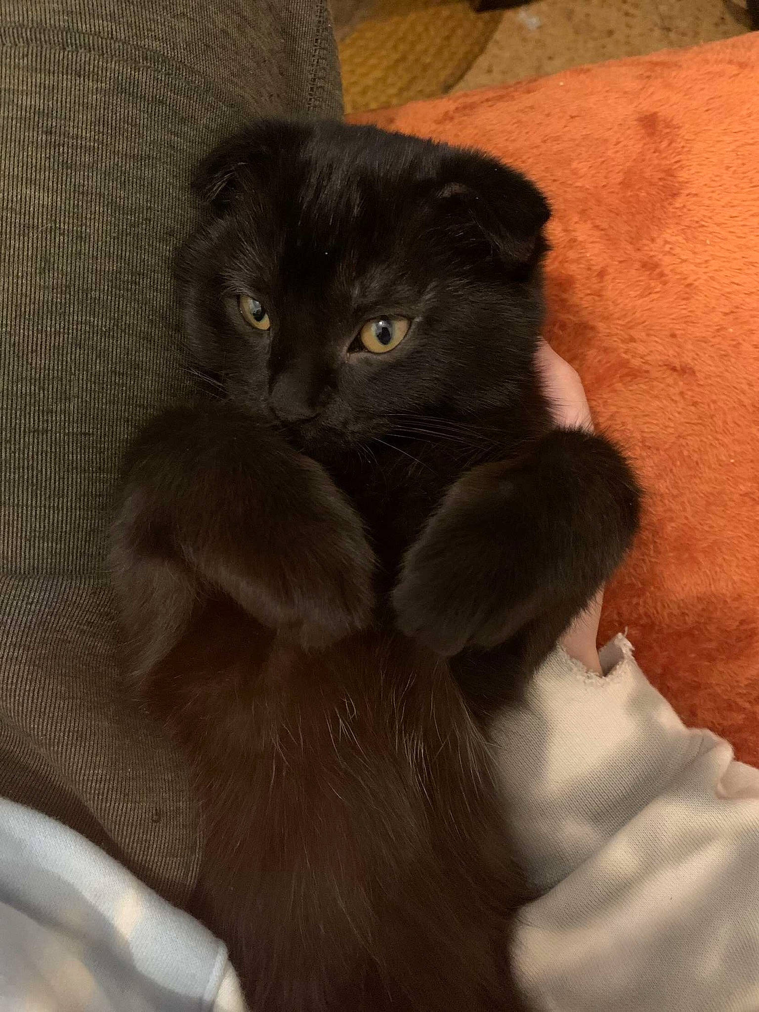 Suna a rejoint le concours — aidez-le/la à gagner de superbes lots ! black_cat, carnivore, cat, claw, comfort, domestic_short_haired_cat, felidae, fur, gesture, grey, paw, small_to_medium_sized_cats, snout, tail, terrestrial_animal, vertebrate, whiskers