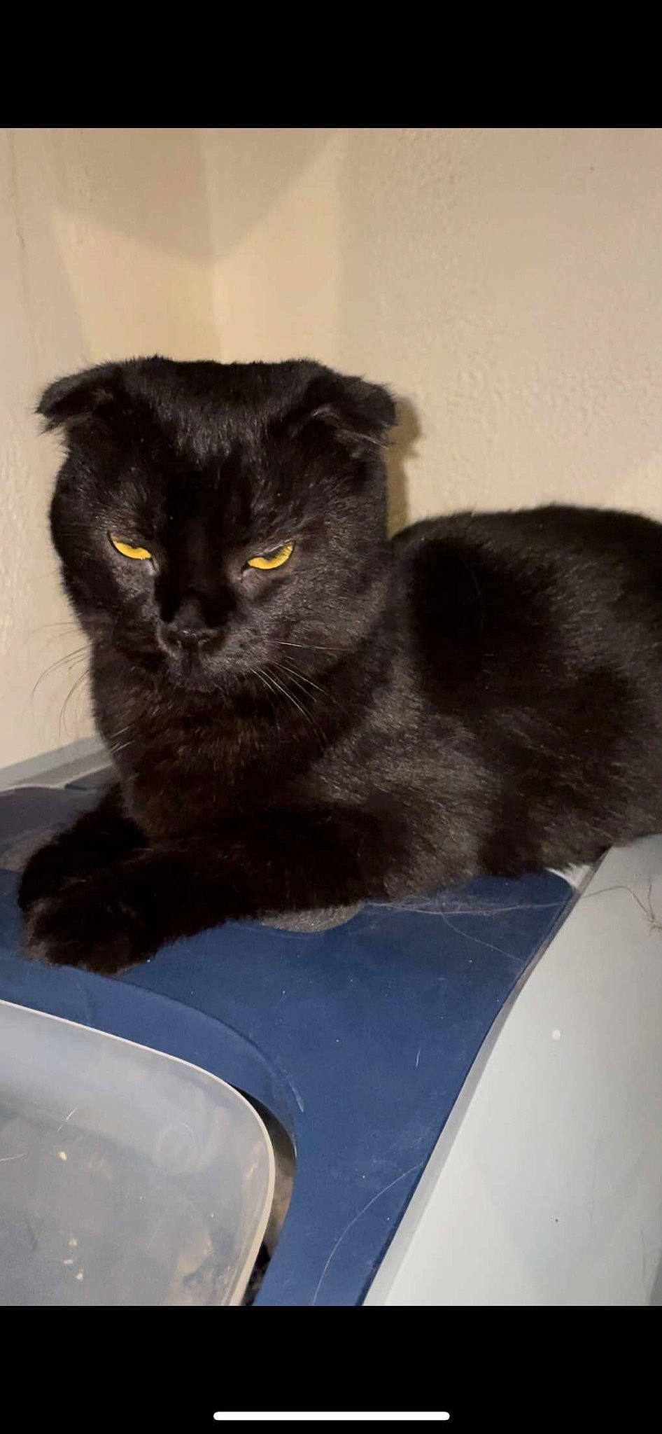 Suna a rejoint le concours — aidez-le/la à gagner de superbes lots ! black_cat, bombay, carnivore, cat, domestic_short_haired_cat, felidae, fur, plumbing, plumbing_fixture, small_to_medium_sized_cats, tail, terrestrial_animal, vertebrate, whiskers, window