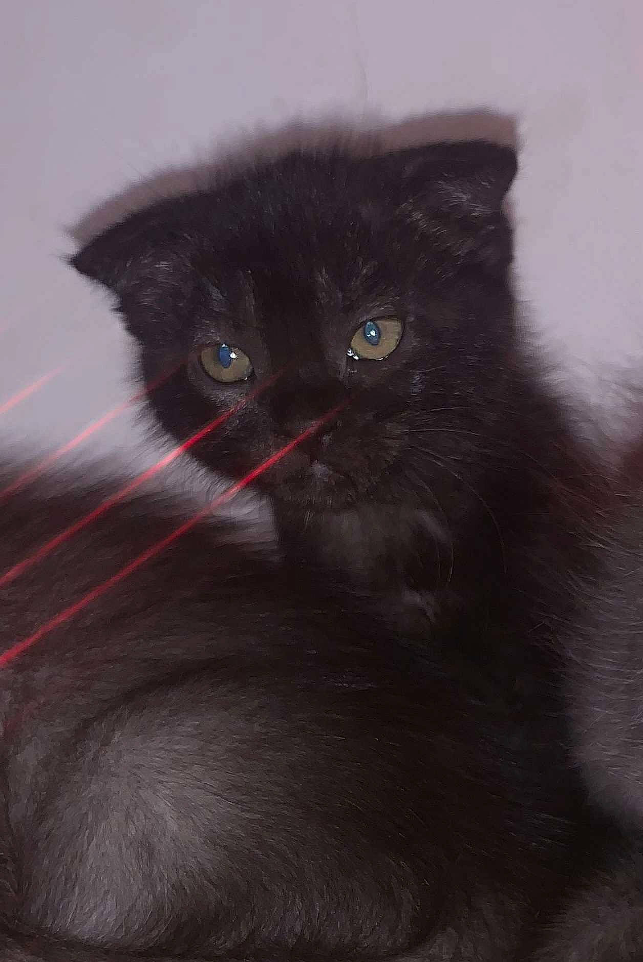 Suna participe au concours pour gagner de l'argent avec cette photo : carnivore, cat, felidae, fur, grey, small_to_medium_sized_cats, snout, terrestrial_animal, whiskers