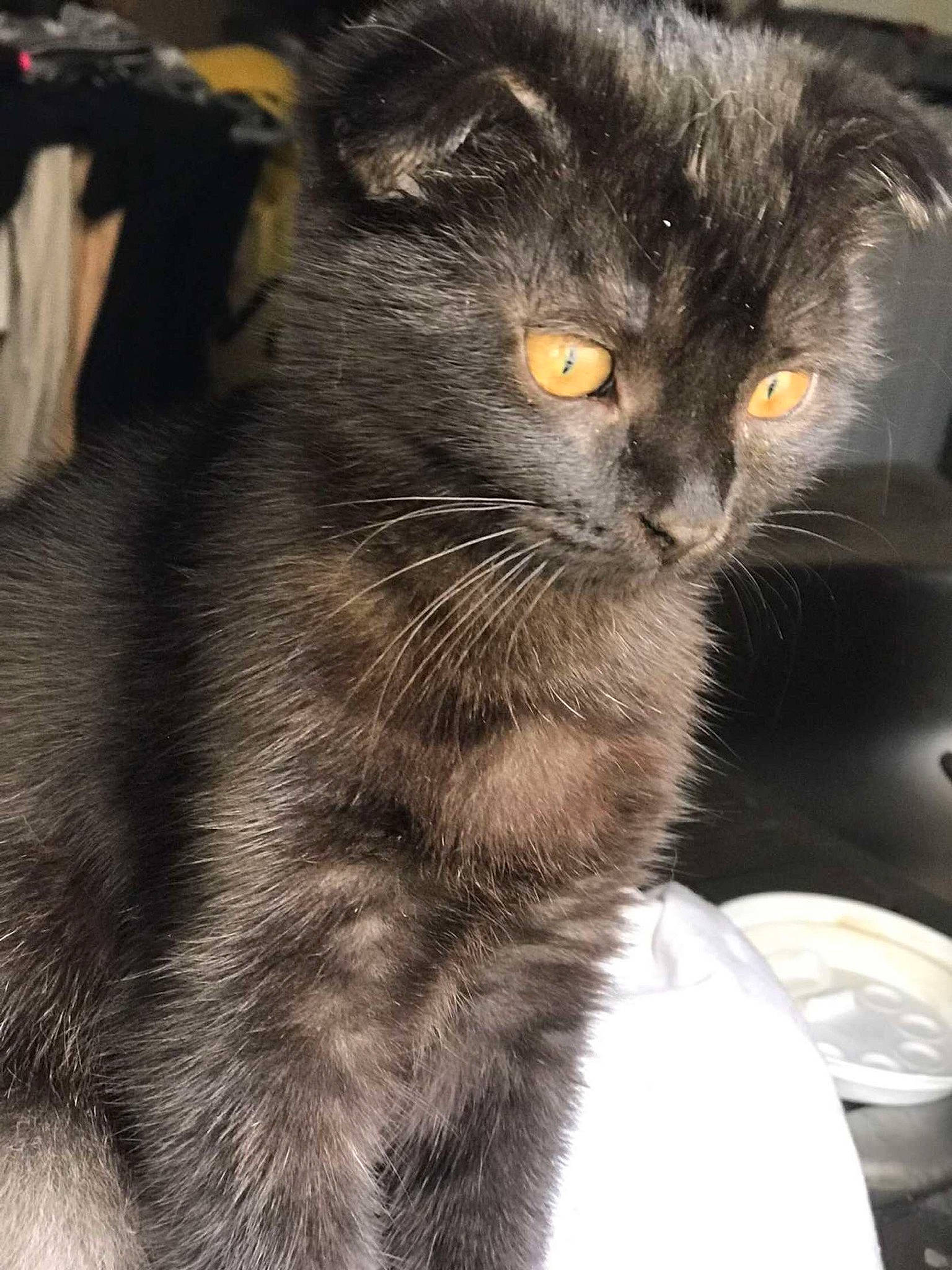 Suna participe au concours pour gagner de l'argent avec cette photo : black_cat, carnivore, cat, claw, comfort, domestic_short_haired_cat, eye, felidae, fur, grey, iris, mixing_bowl, paw, plant, small_to_medium_sized_cats, snout, tail, terrestrial_animal, whiskers, window