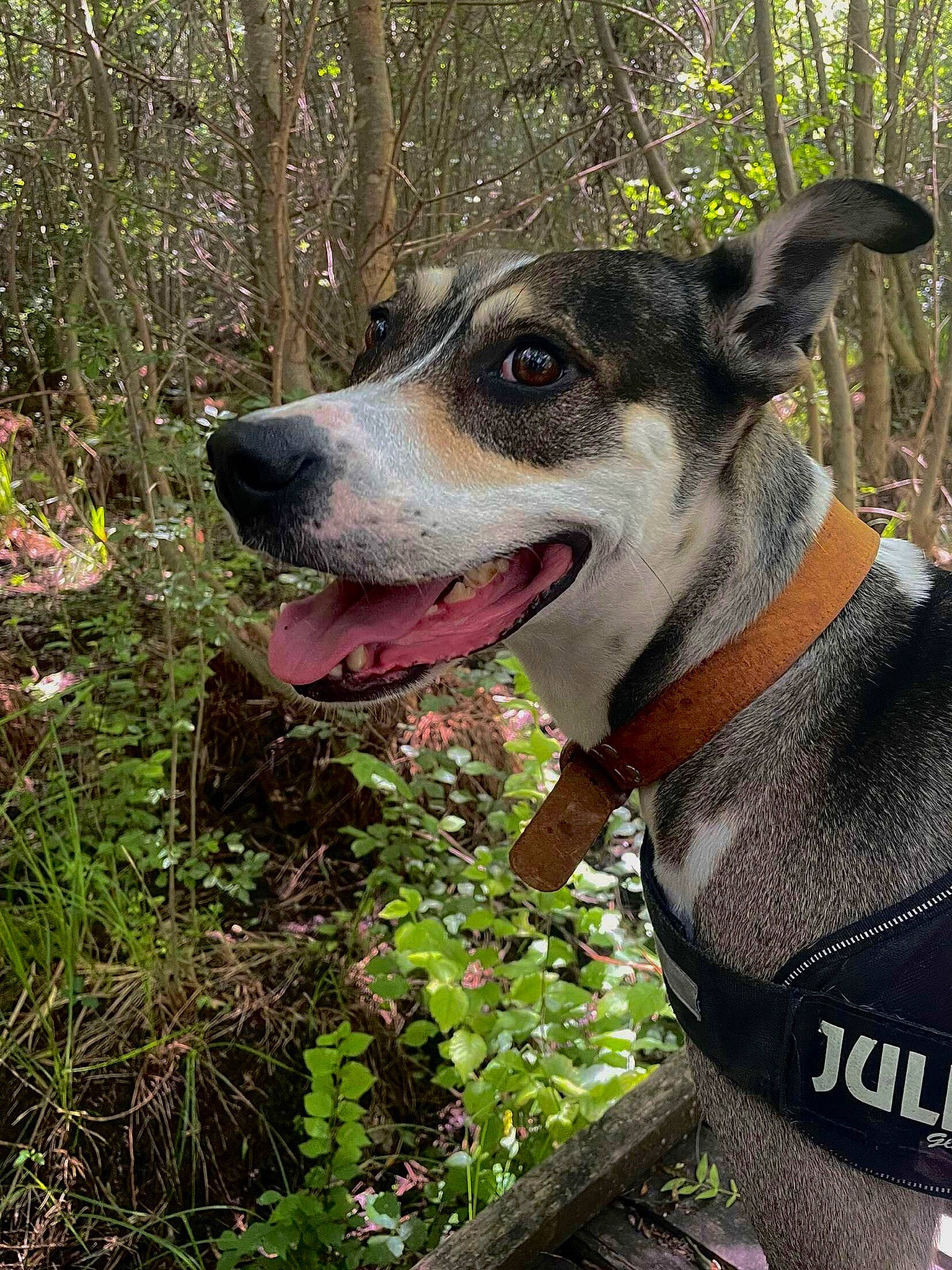 Comotu a rejoint le concours — aidez-le/la à gagner de superbes lots ! adventure, art, canidae, carnivore, collar, companion_dog, dog, dog_breed, dog_collar, fawn, grass, hunting_dog, leash, plant, sporting_group, terrestrial_animal, tree, whiskers, working_animal, working_dog