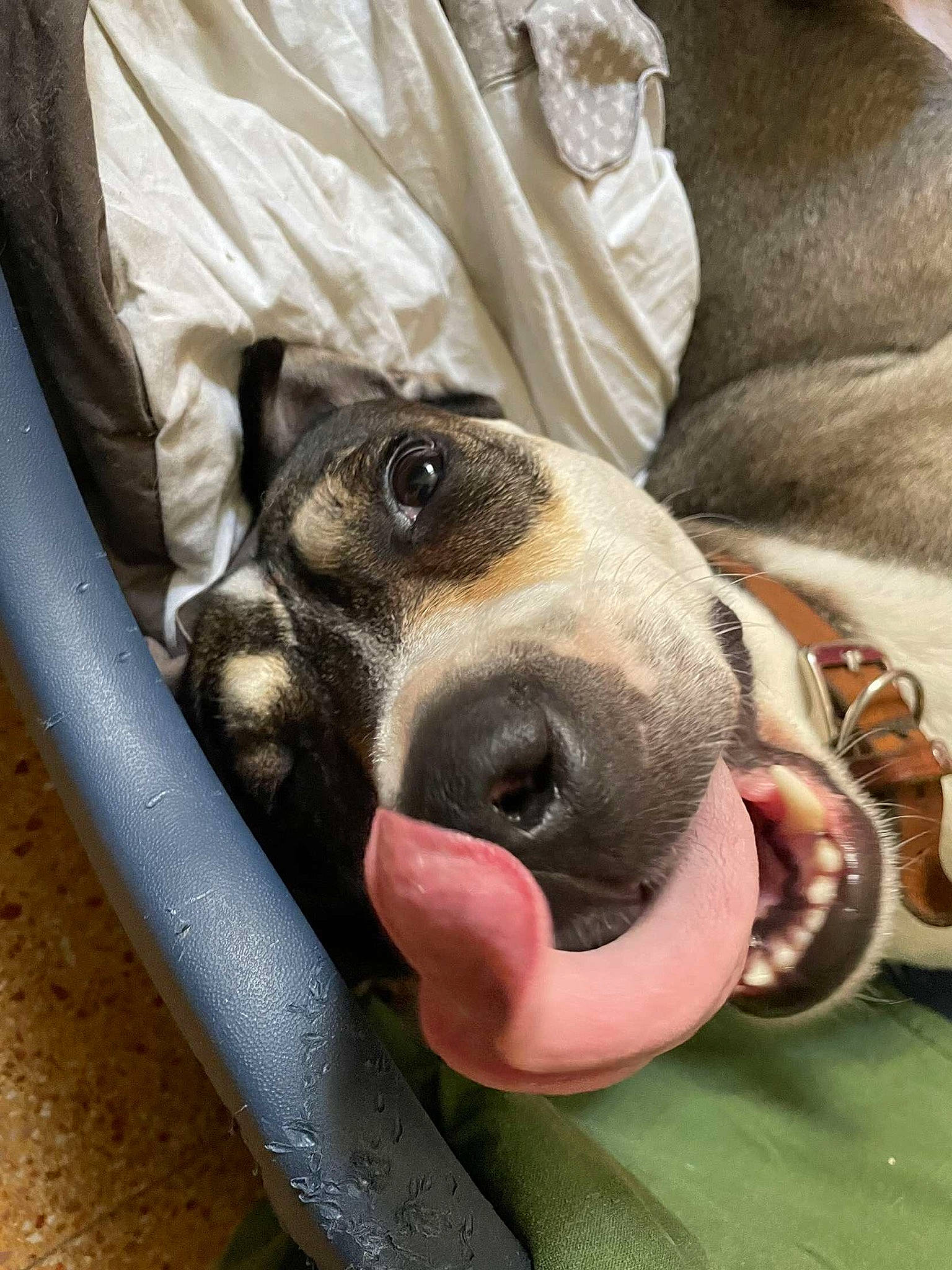 Comotu participe au concours pour gagner de l'argent avec cette photo : canidae, carnivore, collar, comfort, companion_dog, dog, dog_breed, dog_collar, dog_supply, ear, fawn, fur, guard_dog, linens, paw, snout, sporting_group, street_dog, whiskers, working_animal