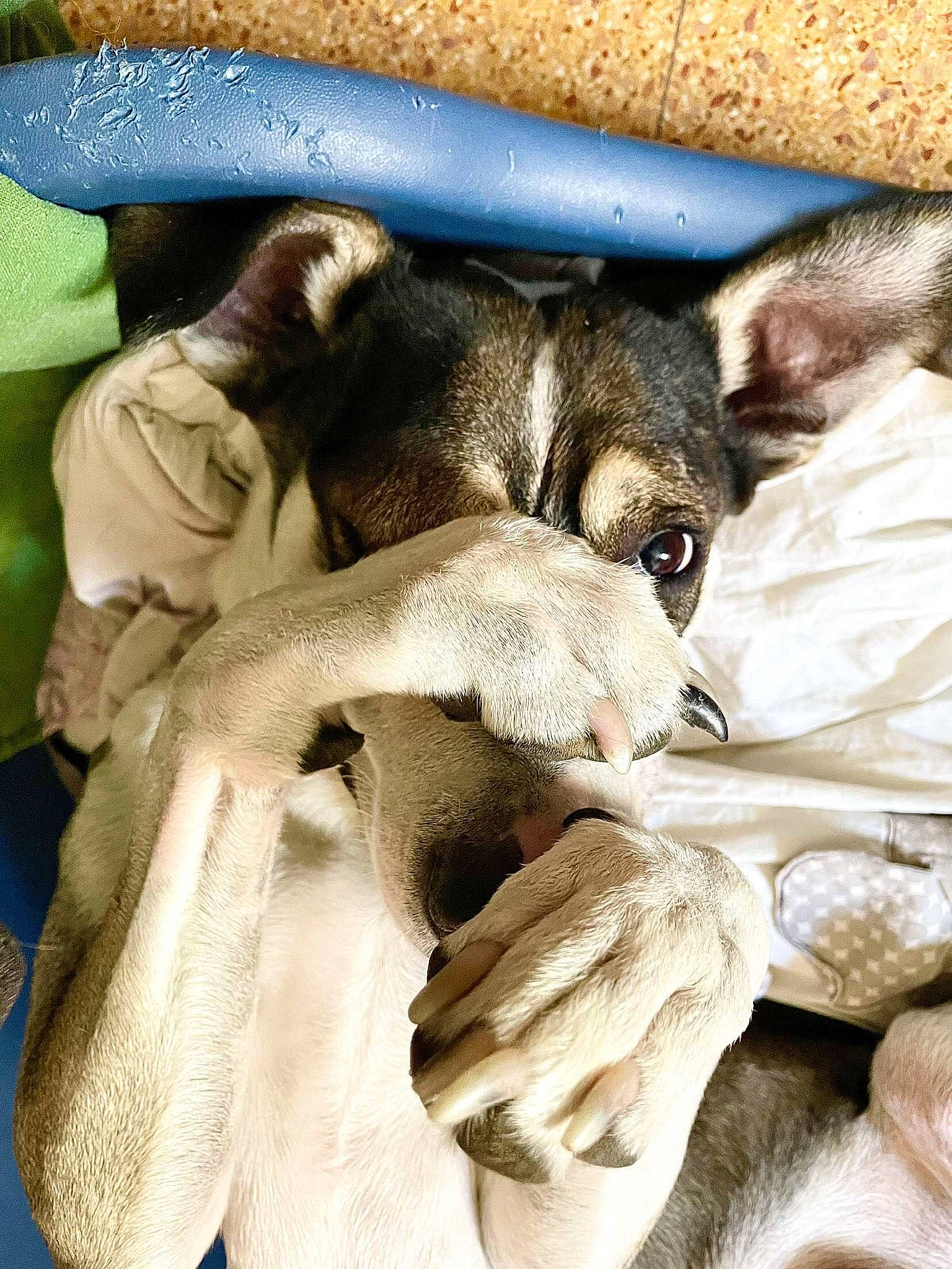 Comotu participe au concours pour gagner de l'argent avec cette photo : canidae, carnivore, comfort, companion_dog, dog, dog_breed, fawn, felidae, fur, gesture, mammal, nap, paw, puppy, puppy_love, snout, sporting_group, toy_dog, whiskers, working_animal