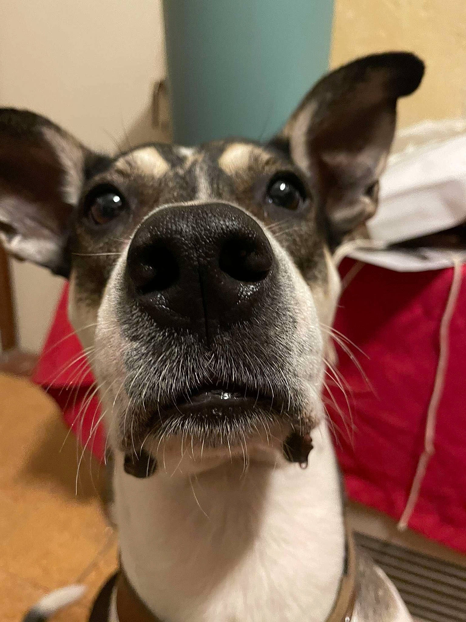 Comotu participe au concours pour gagner de l'argent avec cette photo : canidae, carnivore, close_up, collar, comfort, companion_dog, dog, dog_breed, dog_collar, dog_supply, ear, fashion_accessory, fawn, fur, non_sporting_group, selfie, snout, terrestrial_animal, whiskers, working_animal