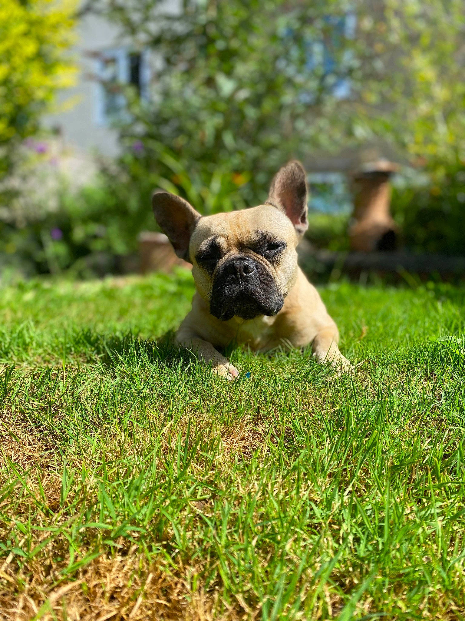 Gadget is registered to the contest to win money with this photo: bulldog, canidae, carnivore, companion_dog, dog, dog_breed, fawn, grass, grassland, groundcover, non_sporting_group, plant, pug, reflex_camera, snout, sporting_group, terrestrial_animal, toy_dog, tree, working_animal