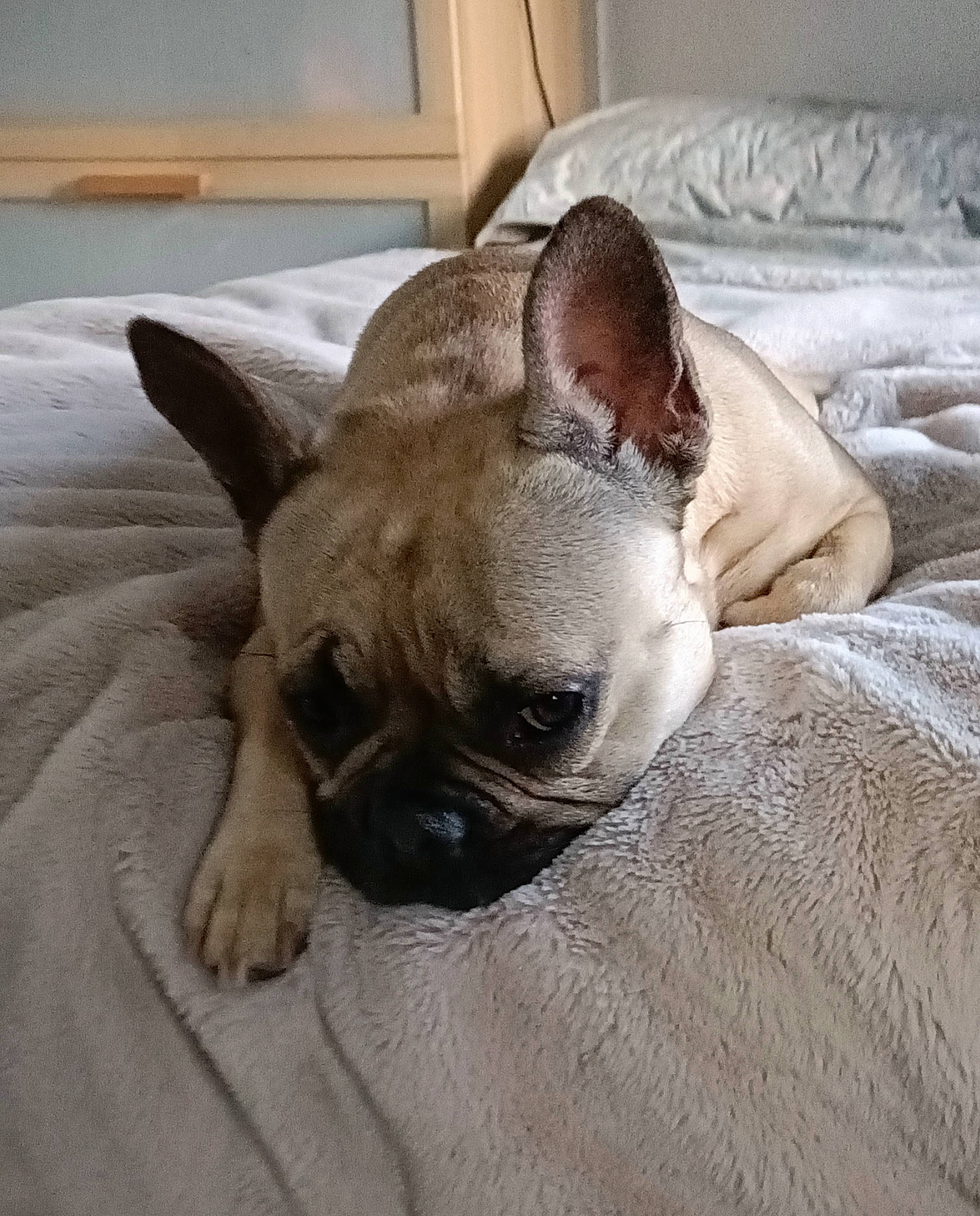 Gadget joined the competition — help win amazing prizes! bored, bulldog, canidae, carnivore, comfort, companion_dog, dog, dog_breed, fawn, hardwood, linens, nap, non_sporting_group, snout, sporting_group, terrestrial_animal, toy_dog, whiskers, working_animal, wrinkle