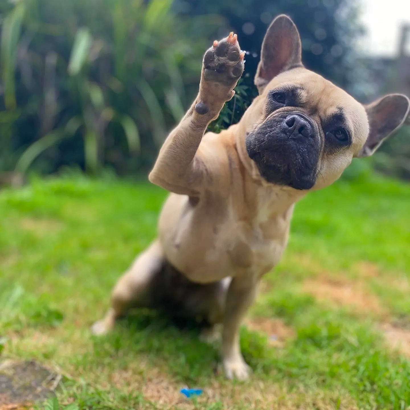 Gadget joined the competition — help win amazing prizes! bulldog, canidae, carnivore, companion_dog, dog, dog_breed, dog_collar, ear, fawn, grass, happy, plant, snout, sporting_group, tail, terrestrial_animal, toy_dog, whiskers, working_animal, wrinkle