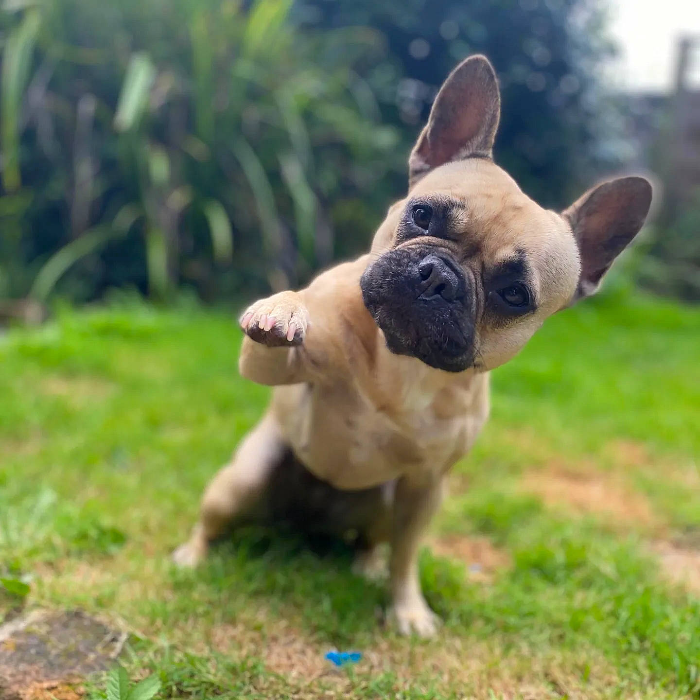Gadget is registered to the contest to win money with this photo: bulldog, canidae, carnivore, companion_dog, dog, dog_breed, dog_collar, ear, fawn, grass, molosser, plant, pug, snout, sporting_group, terrestrial_animal, toy_dog, whiskers, working_animal, wrinkle