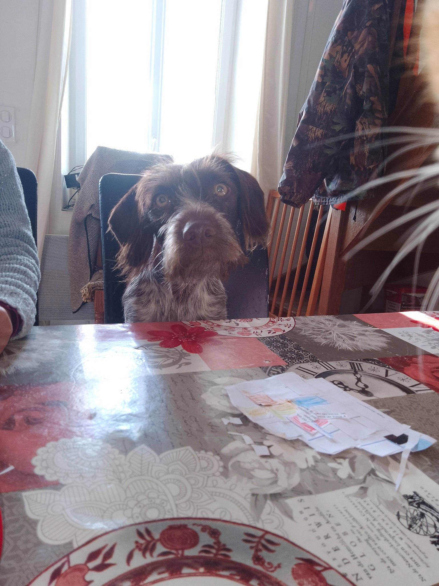 Sandy participe au concours pour gagner de l'argent avec cette photo : art, carnivore, chair, comfort, companion_dog, curtain, dog, dog_breed, floor, flooring, fur, hardwood, living_room, room, small_to_medium_sized_cats, sporting_group, table, window, wood, working_animal