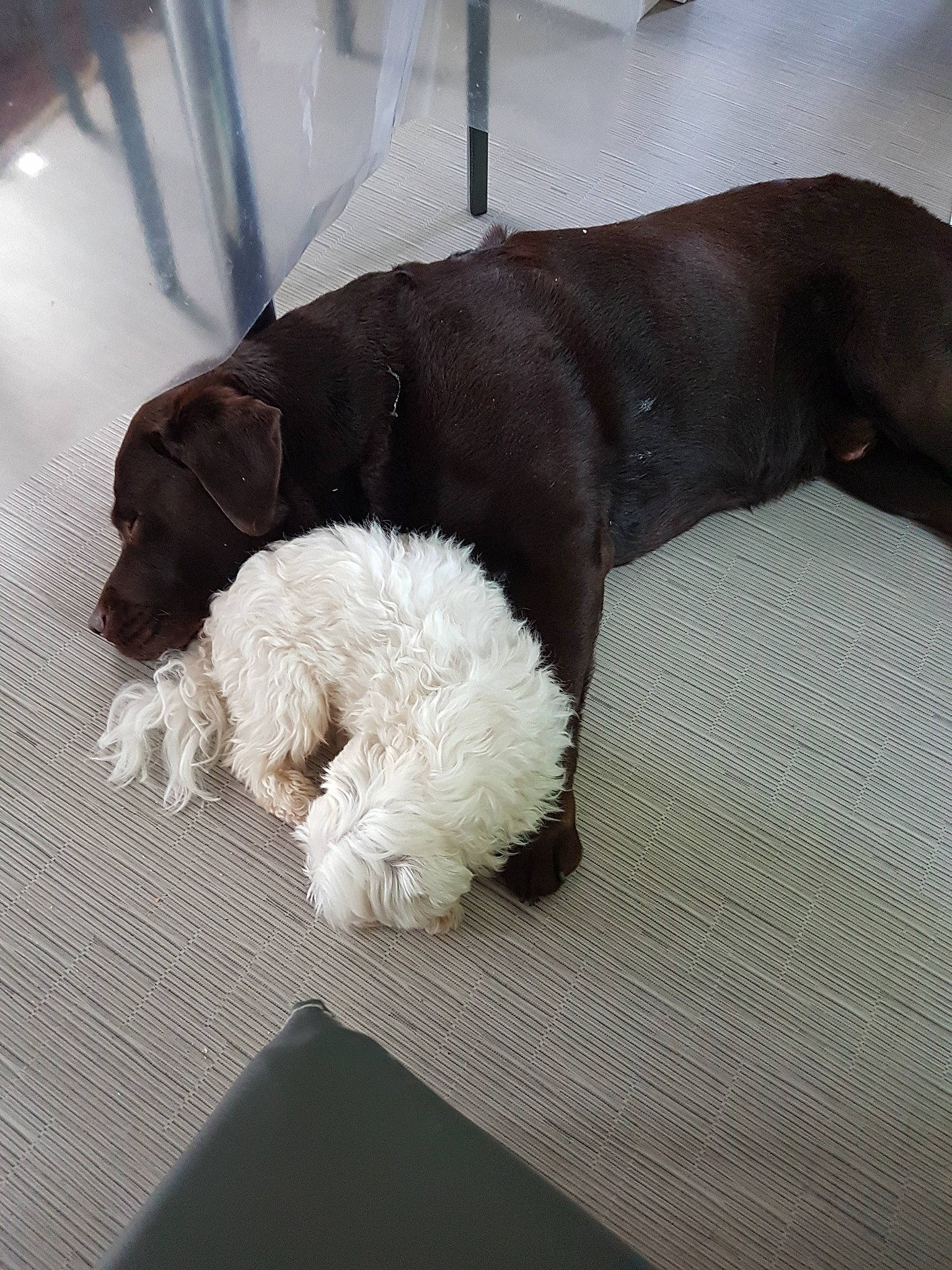 Loustik participe au concours pour gagner de l'argent avec cette photo : canidae, carnivore, companion_dog, dog, dog_breed, fawn, puppy, snout, sporting_group