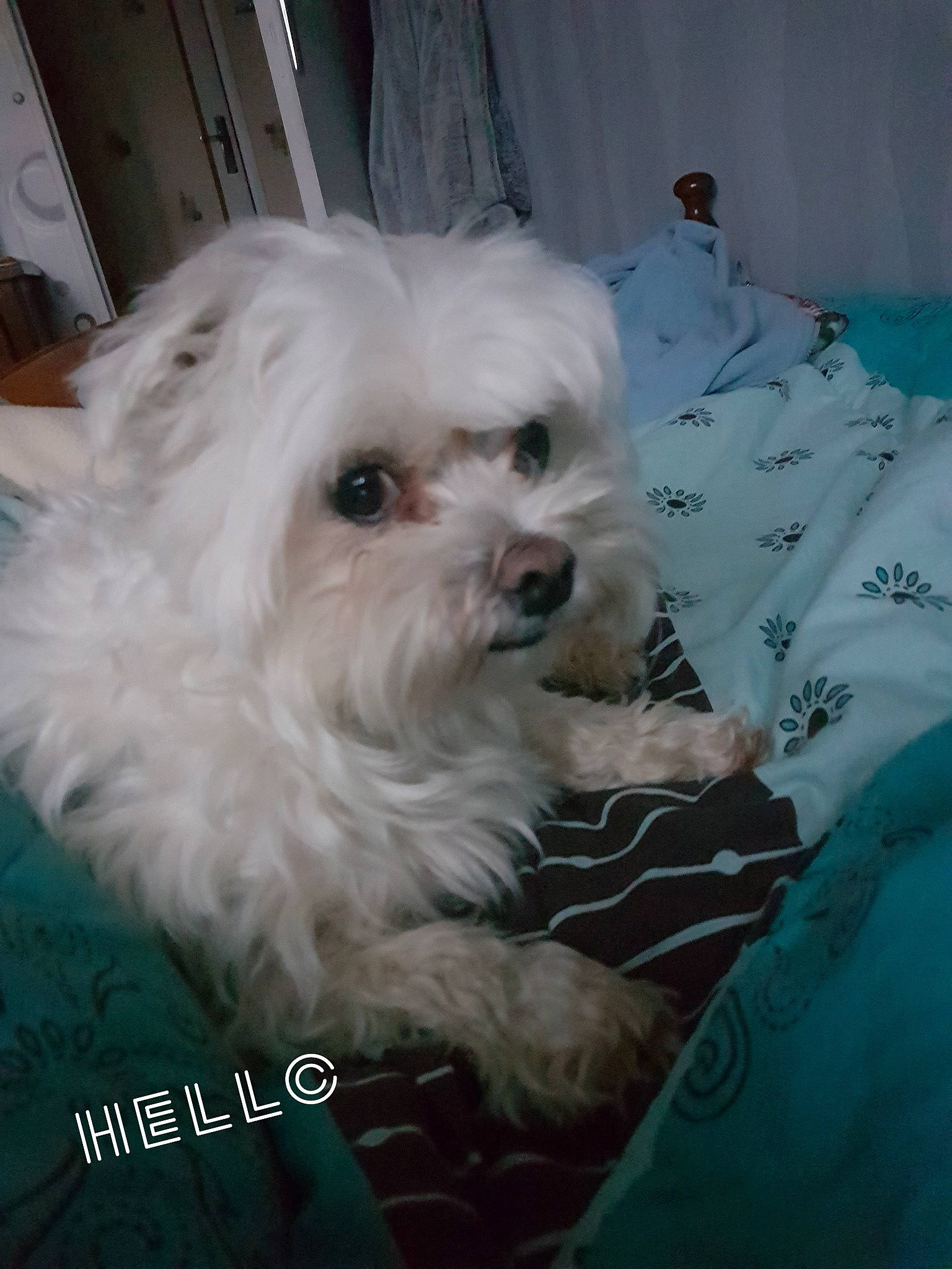 Loustik participe au concours pour gagner de l'argent avec cette photo : bichon, bolognese, bolonka, canidae, carnivore, chinese_imperial_dog, companion_dog, coton_de_tulear, dog, dog_breed, kyi_leo, maltepoo, maltese, mammal, morkie, non_sporting_group, nose, puppy, shih_tzu, toy_dog