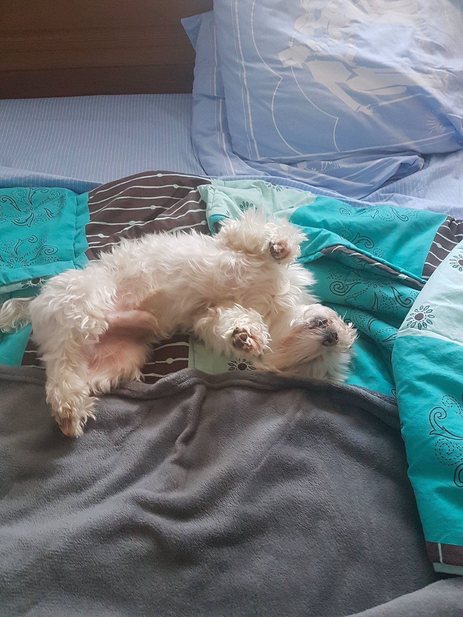 Loustik a rejoint le concours — aidez-le/la à gagner de superbes lots ! bolognese, canidae, carnivore, cavachon, cockapoo, companion_dog, dog, dog_breed, havanese, lagotto_romagnolo, maltepoo, maltese, morkie, non_sporting_group, puppy, schnoodle, shih_tzu, sporting_group, toy_dog, toy_poodle