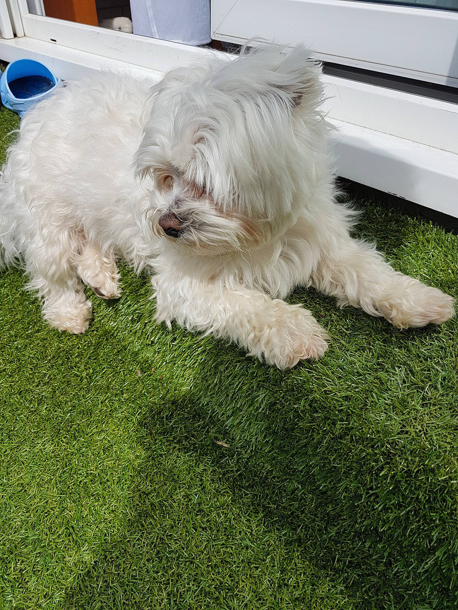 Loustik participe au concours pour gagner de l'argent avec cette photo : bolonka, canidae, carnivore, companion_dog, dog, dog_breed, glen_of_imaal_terrier, grass, maltepoo, maltese, mammal, non_sporting_group, puppy, rare_breed_dog, sporting_group, sporting_lucas_terrier, terrier, tibetan_terrier, vertebrate, west_highland_white_terrier