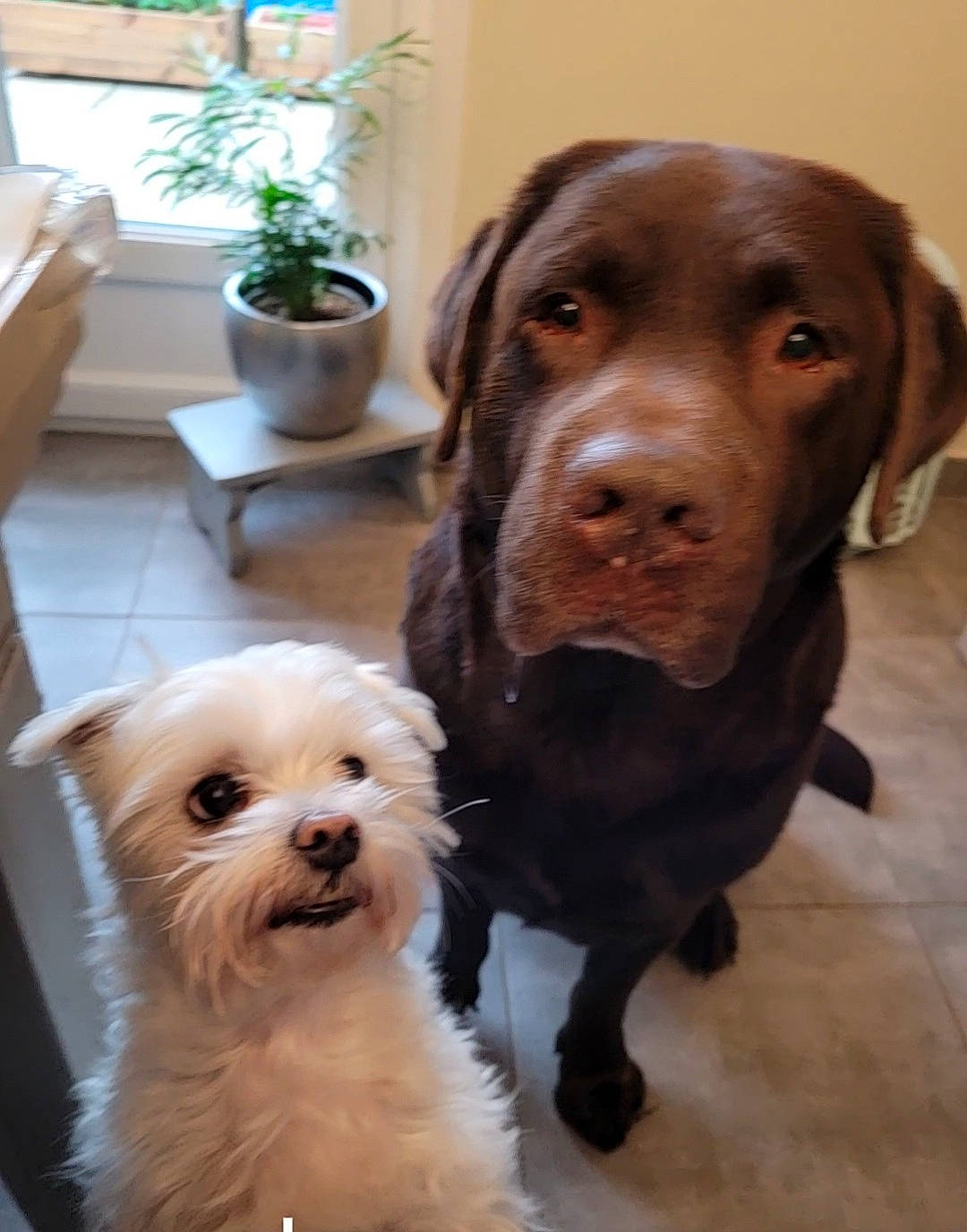 Loustik a rejoint le concours — aidez-le/la à gagner de superbes lots ! canidae, carnivore, companion_dog, dog, dog_breed, dog_supply, fawn, flowerpot, fur, houseplant, liver, natural_material, plant, small_terrier, snout, sporting_group, terrier, toy_dog, watch, working_animal