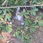Sinatra is registered to the contest to win money with this photo: cat, tabby, animal, outdoor, nature, greenery, leaves, branch, acorn, curious, pet, wildlife, feline, ground, earth, sunlight, shade, whiskers, paws, eyes