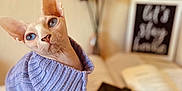 Cleo is registered to the contest to win money with this photo: sphynx_cat, blue_eyes, purple_sweater, open_book, flowers, vase, blurred_background, cozy, indoor, pet, hairless_cat, reading_nook, table, decor, feline, curious, close_up, domestic_cat, cute, portrait