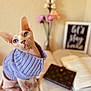sphynx_cat, blue_eyes, purple_sweater, open_book, flowers, vase, blurred_background, cozy, indoor, pet, hairless_cat, reading_nook, table, decor, feline, curious, close_up, domestic_cat, cute, portrait