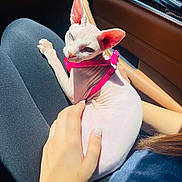 Cleo is registered to the contest to win money with this photo: sphynx_cat, hairless_cat, cat, pet, animal, pink_harness, person, hand, lap, car_interior, sunlight, window, legs, skin, feline, domestic_animal, resting, closeup, indoor, casual