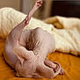 Cleo is registered to the contest to win money with this photo: sphynx_cat, hairless_cat, cat, pet, animal, bed, blanket, yellow, cream, wrinkled_skin, stretching, indoor, cute, feline, relaxed, soft_light, closeup, texture, funny_pose, cozy