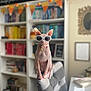 Cleo is registered to the contest to win money with this photo: sphynx_cat, cat, hairless_cat, sunglasses, pet, indoor, chair, bookshelf, books, collar, bell, home, furniture, decor, window_light, posing, cute, animal, pet_accessory, relaxed