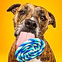 dog, brindle, tongue, lollipop, candy, closeup, portrait, yellow_background, playful, cute, pet, animal, sweet, colorful, studio, expression, licking, food, fun, cheerful