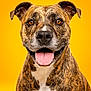 Tokyo participe au concours pour gagner de l'argent avec cette photo : dog, brindle, pet, portrait, animal, canine, happy, smiling, tongue_out, ears, furry, close_up, studio, yellow_background, friendly, domestic_animal, mammal, cute, well_lit, photography