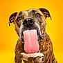 Tokyo participe au concours pour gagner de l'argent avec cette photo : dog, brindle, tongue, close_up, portrait, playful, funny, pet, animal, studio, yellow_background, canine, muzzle, ears, whiskers, fur, expression, tongue_out, bright, cute
