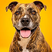 Tokyo joined the competition — help win amazing prizes! dog, brindle, pet, portrait, animal, canine, happy, smiling, tongue_out, ears, furry, close_up, studio, yellow_background, friendly, domestic_animal, mammal, cute, well_lit, photography