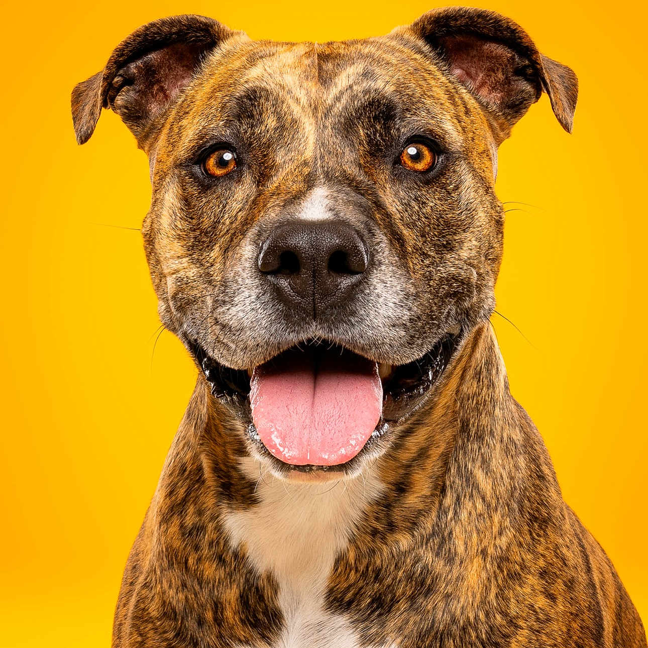 Tokyo joined the competition — help win amazing prizes! animal, brindle, canine, close_up, cute, dog, domestic_animal, ears, friendly, furry, happy, mammal, pet, photography, portrait, smiling, studio, tongue_out, well_lit, yellow_background
