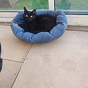 Una participe au concours pour gagner de l'argent avec cette photo : abyssinian, adult, animal, blackcat, canine, car, cat, couch, den, furniture, homedecor, indoors, kitten, male, man, manx, person, pet, transportation, vehicle