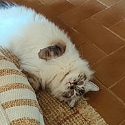 Sami a rejoint le concours — aidez-le/la à gagner de superbes lots ! cat, fluffy, white, gray, blue_eyes, lying_down, rug, cushion, striped, floor, tile, indoor, pet, feline, whiskers, relaxed, domestic, cute, fur, looking