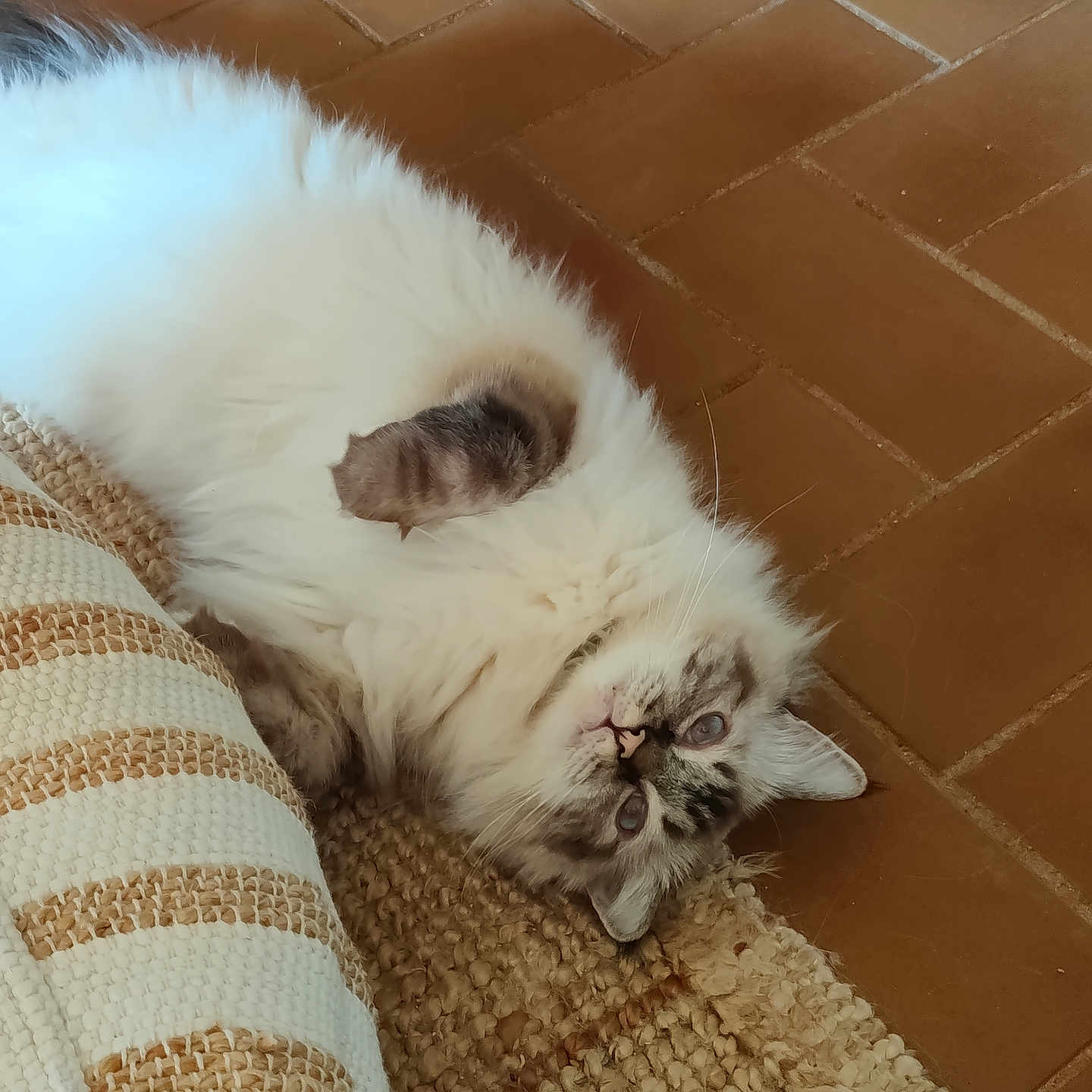 Sami a rejoint le concours — aidez-le/la à gagner de superbes lots ! cat, fluffy, white, gray, blue_eyes, lying_down, rug, cushion, striped, floor, tile, indoor, pet, feline, whiskers, relaxed, domestic, cute, fur, looking