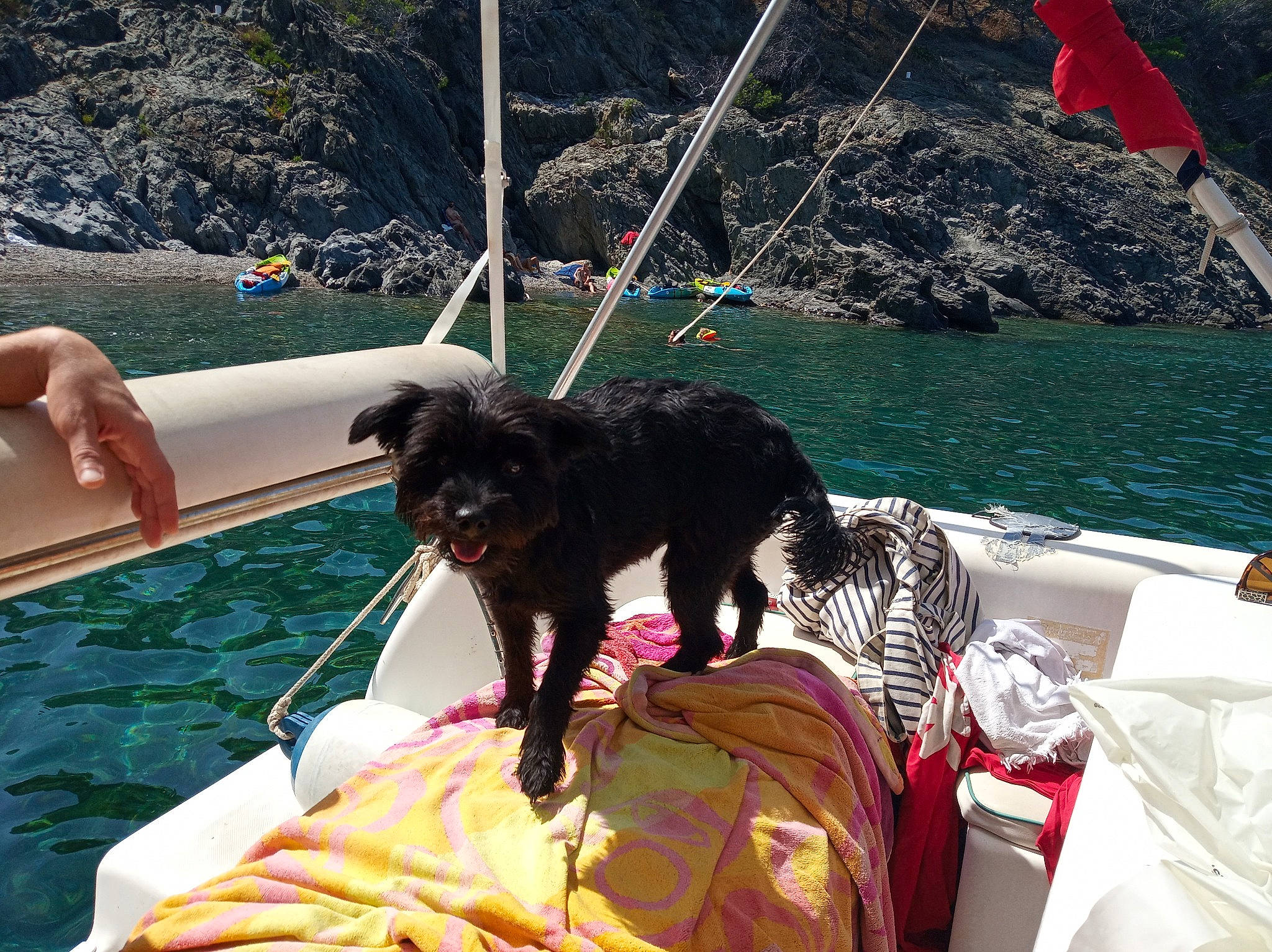 Manzana participe au concours pour gagner de l'argent avec cette photo : azure, boat, boats_and_boating_equipment_and_supplies, carnivore, comfort, companion_dog, dog, dog_breed, flag, leisure, mammal, naval_architecture, recreation, rope, ship, vertebrate, water, water_transportation, watercraft, working_animal