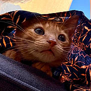 Pope a rejoint le concours — aidez-le/la à gagner de superbes lots ! animal, blue_sky, cat, close_up, curious, expression, fabric, human_face_partial, indoor, orange_cat, orange_fur, patterned_fabric, peek, pet, soft_light, sunglasses, sunlight, texture, whiskers, wide_eyes