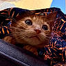 animal, blue_sky, cat, close_up, curious, expression, fabric, human_face_partial, indoor, orange_cat, orange_fur, patterned_fabric, peek, pet, soft_light, sunglasses, sunlight, texture, whiskers, wide_eyes